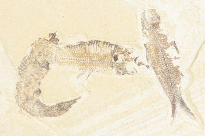 Limestone with Three Fossil Fish (Knightia) - Wyoming #361083
